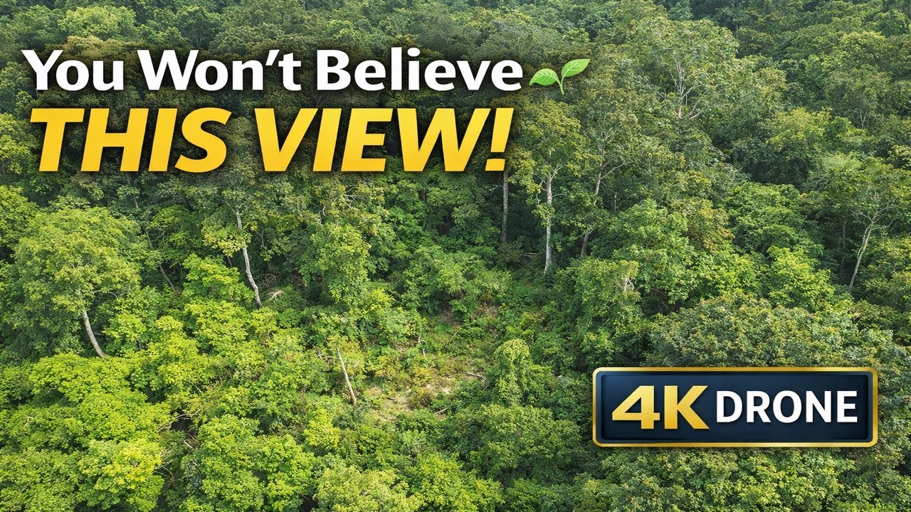 You Won’t Believe This View 🌿 Stunning Green Forest From Above 4K Drone