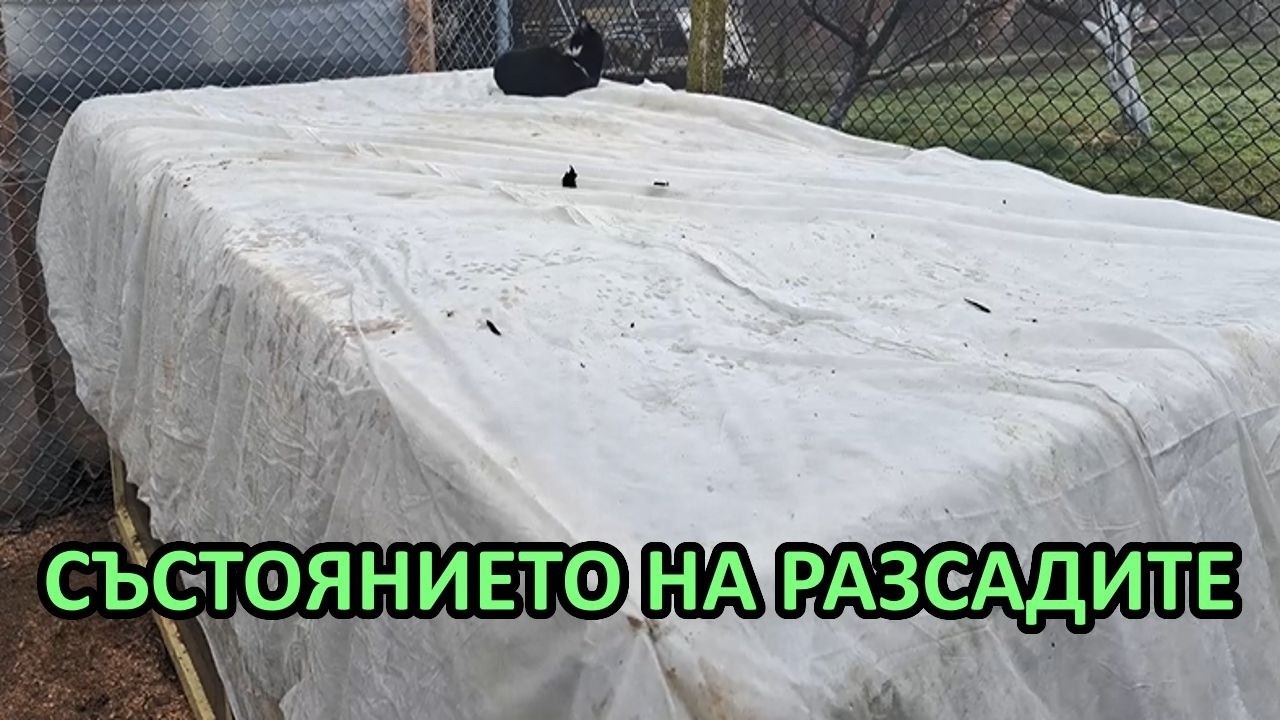 Състояние на разсадите в горещото легло / Tony's permaculture garden