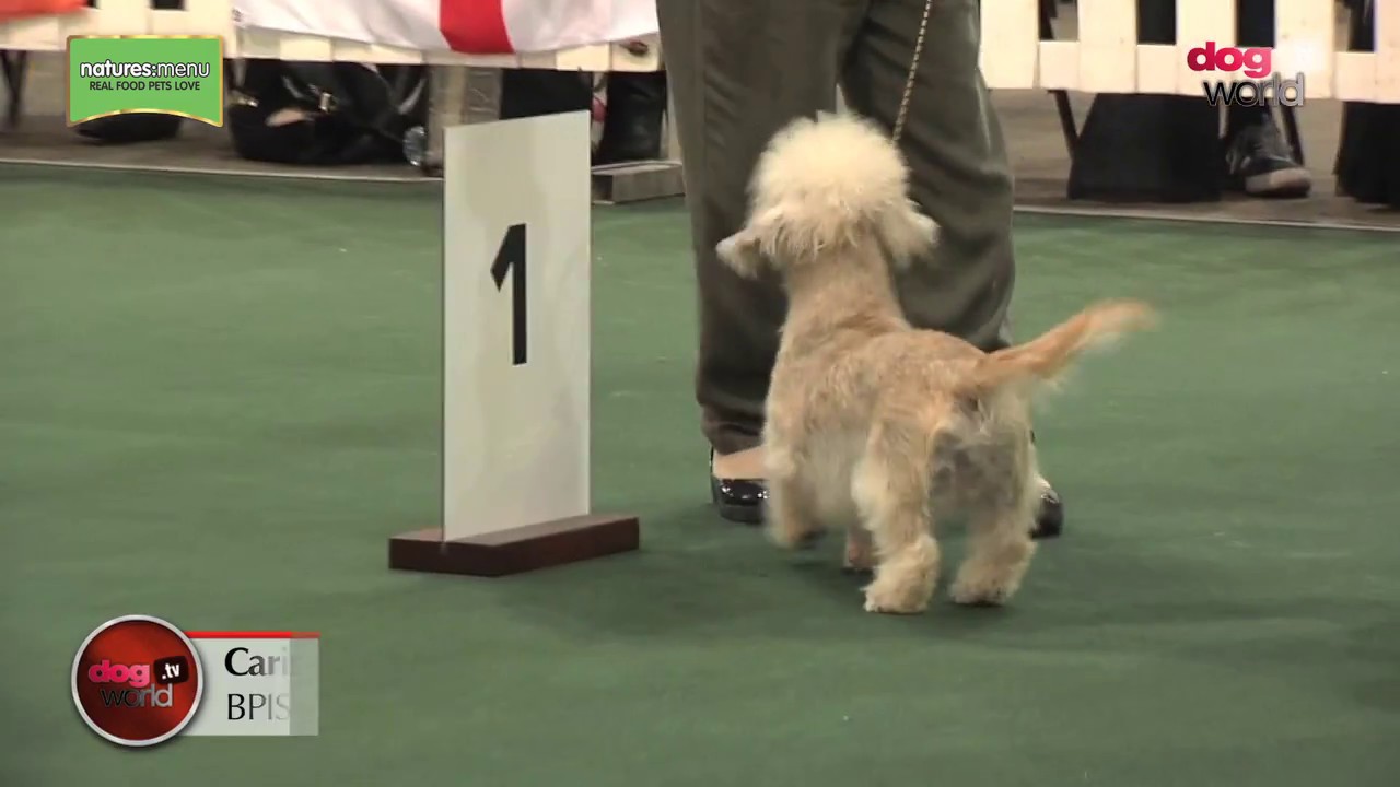 National Terrier 2017 - Best Puppy in Show