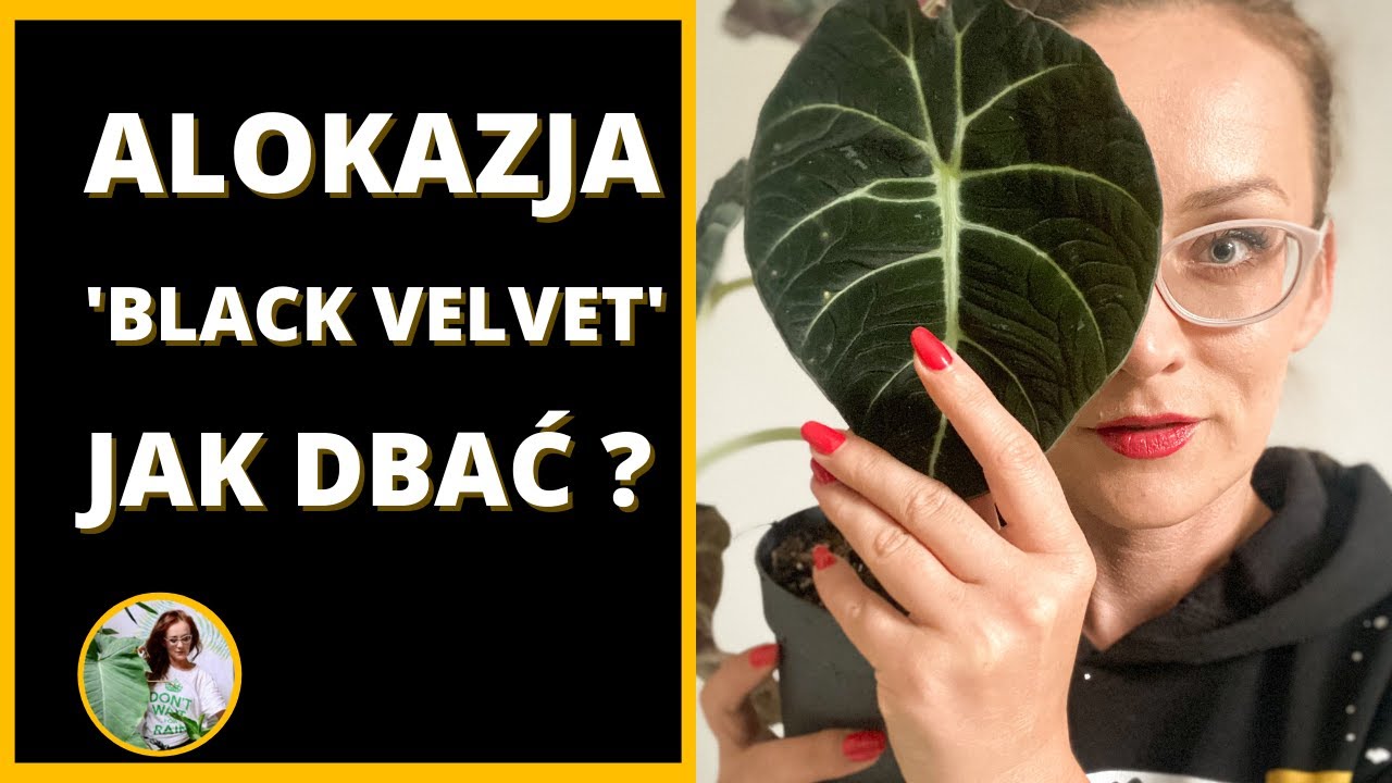 Alokazja -  jak dbać, podlewać, pielęgnować, rozmnażać ?