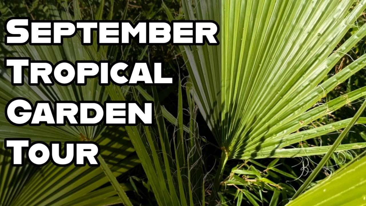 September Garden Tour UK - Tropical Plants and Autumn Colours