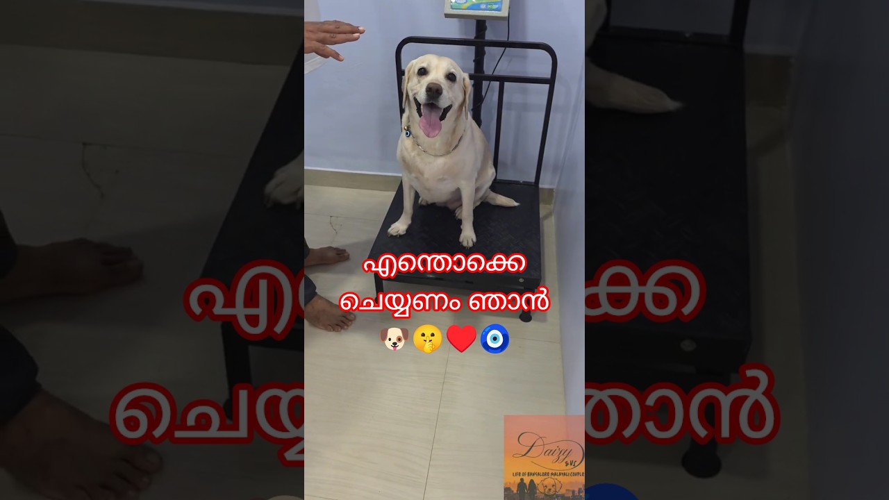 വഴി മാറിയത് ഡൈസൂട്ടി അറിഞ്ഞില്ല! 😂🐕#pets #cute #malayalam #youtubeshorts #labrador #funny #shorts