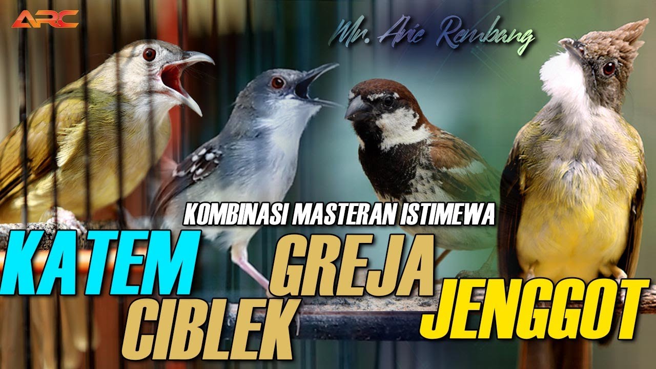 CUCAK ENGGOT - GREJA TARUNG - KAPAS TEMBAK - CIBLEK GUNUNG