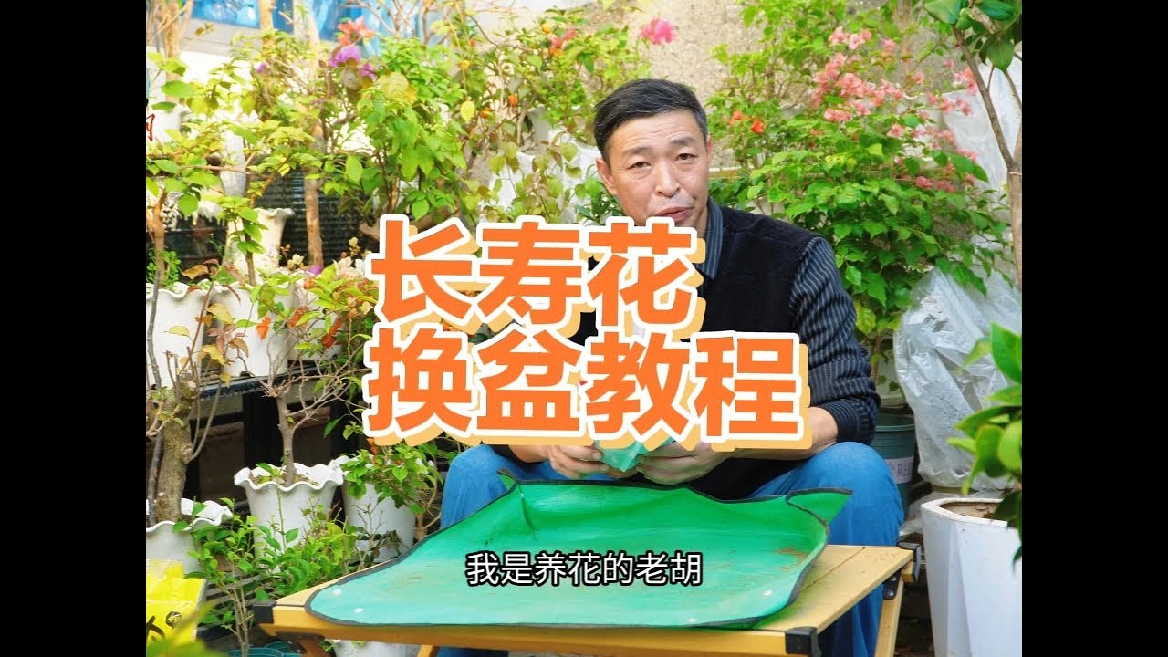 长寿花带花换盆教程 ##爱生活爱养花 #长寿花