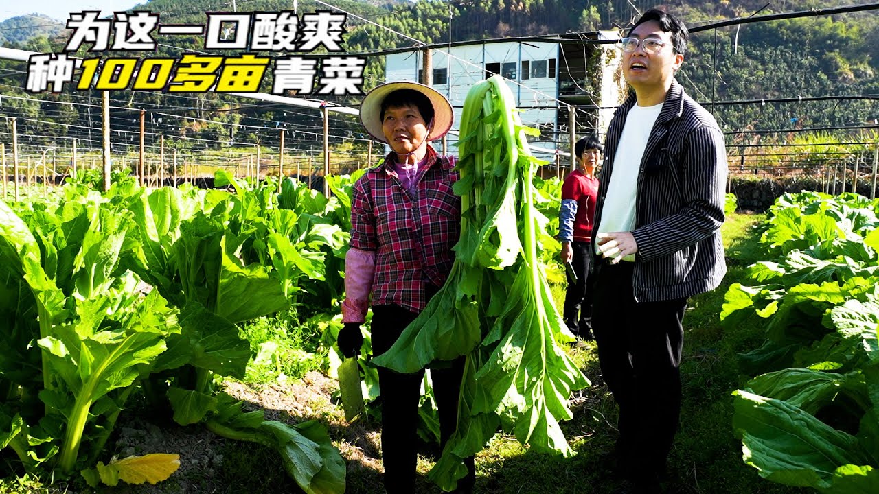大哥放弃城里事业回农村种菜，青菜不加一滴水腌制120天，一下锅口水横流