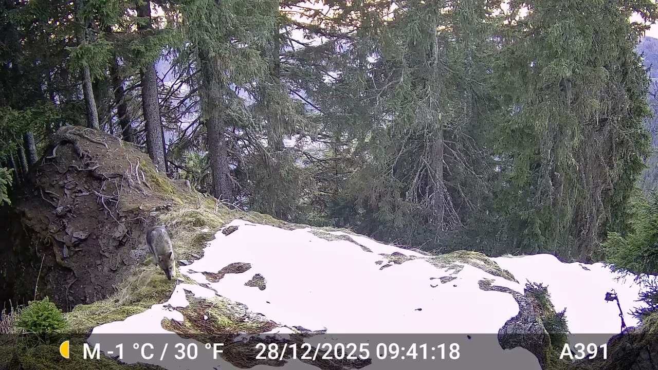 piège photo - Canis Lupus : un loup sur la piste
