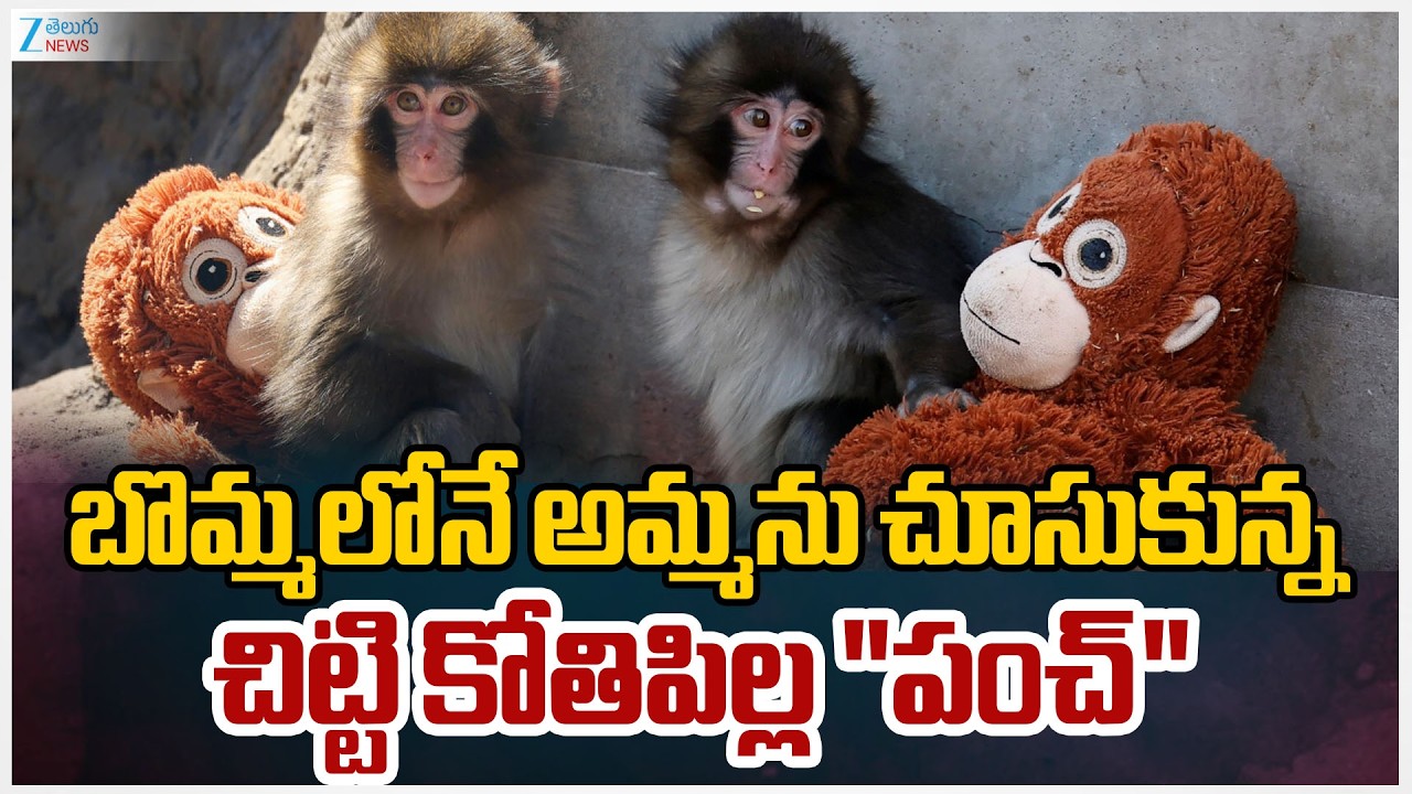 Punch Kun Monkey | Viral Baby Monkey Punch Finally Accepted By His Troop With Heartwarming Hug | ZEE