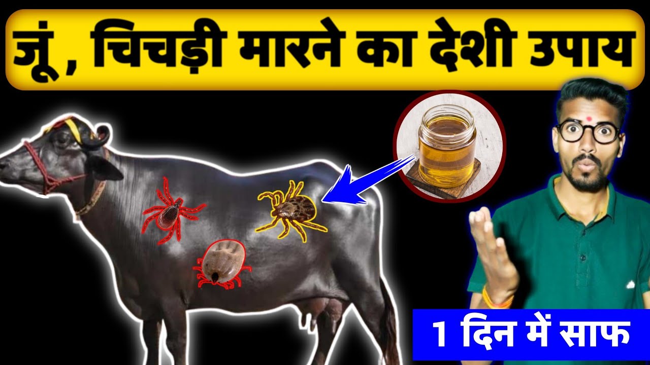 गाय भैंस के जूं चिचड़ी मारने का अचूक फॉर्मूला👌जूं किलनी फार्म छोड़ कर भाग जायेंगी | HADA VETS CLUB