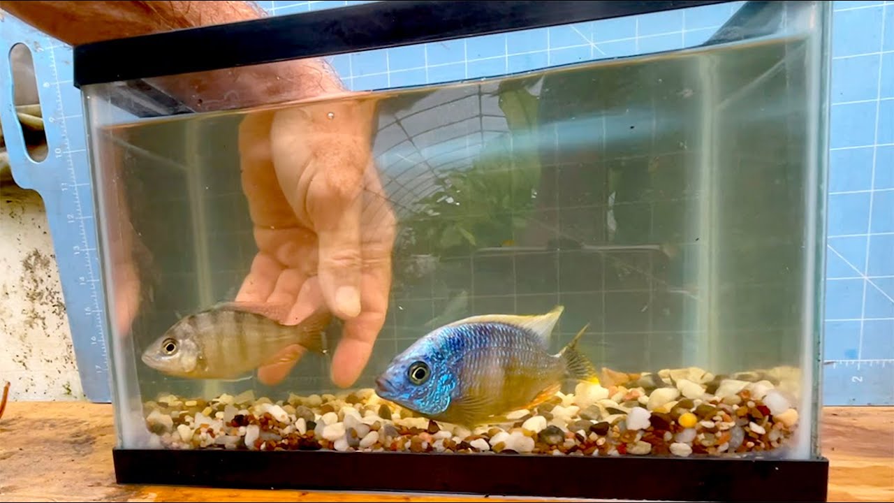 Breeder Selection ••• Protomelas 'Taiwan Reef' •••
