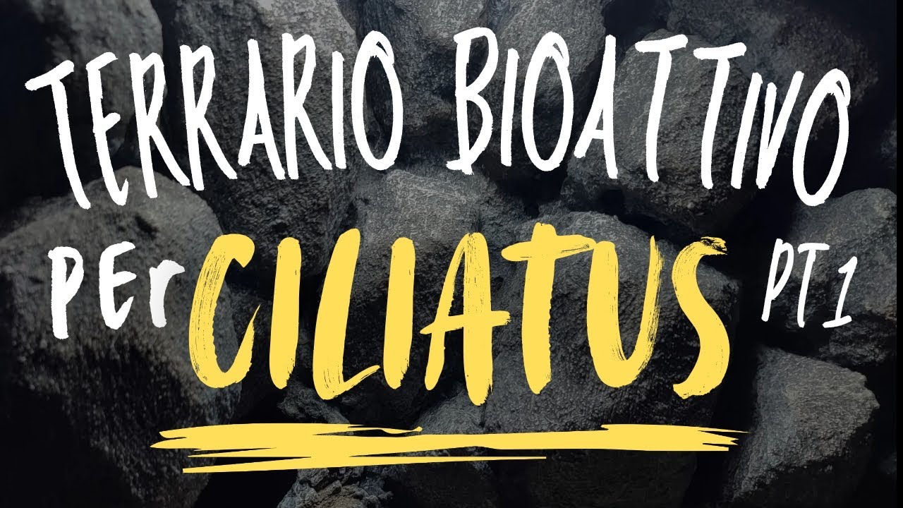 Come realizzare roccia finta? Terrario Per Geco ciliatus Parte 1