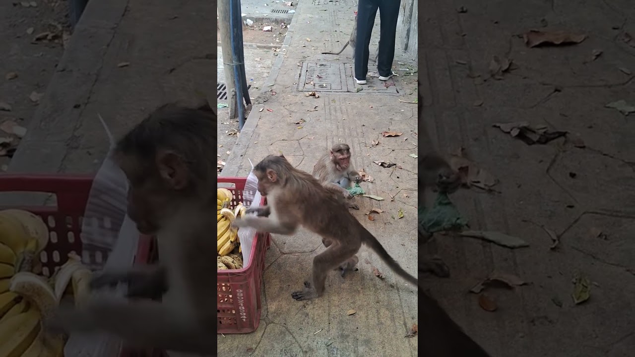 Feeding monkeys 🐒 and deer 🦌 in 📍mumbai.