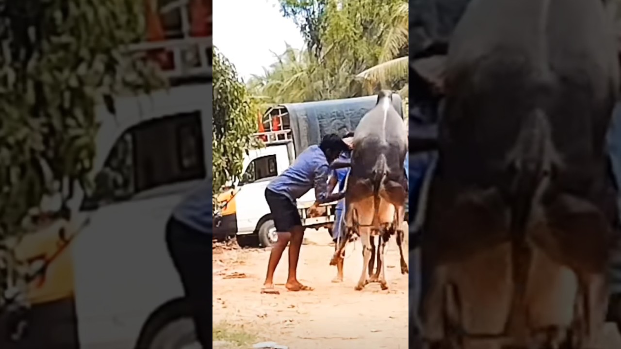 halikar chimnya  breeder ||cow heating process #cow #bullfarm #sharyat #bull #animals #cattle