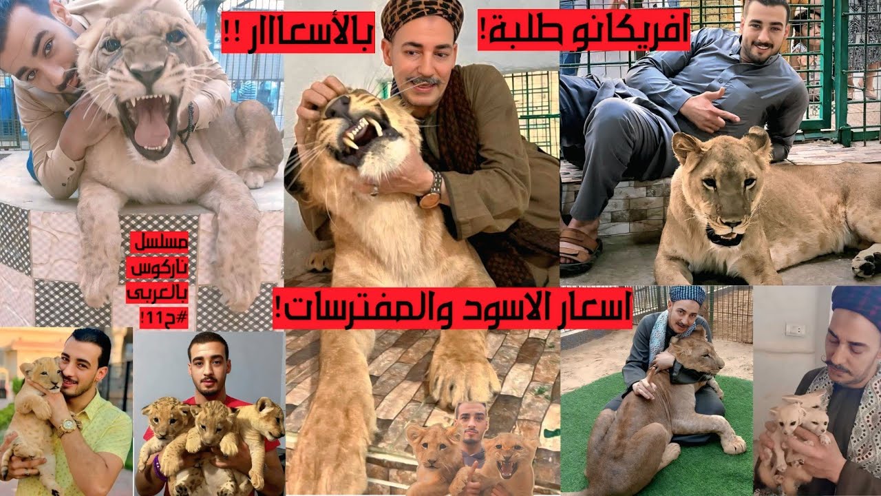 افريكانو طلبة بالاسعااار اسود اشبال ضباع ديابة وشق تعالب تماسيح قرود مكاك نيص طاووس نمس تعابين سلاحف