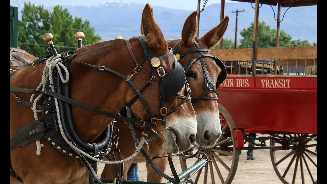 BISHOP MULE DAYS 2025