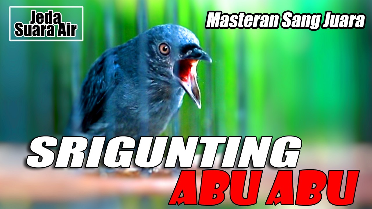 SRIGNTING ABU ABU GACOR ISIAN ISTIMEWA SUPER MEWAH