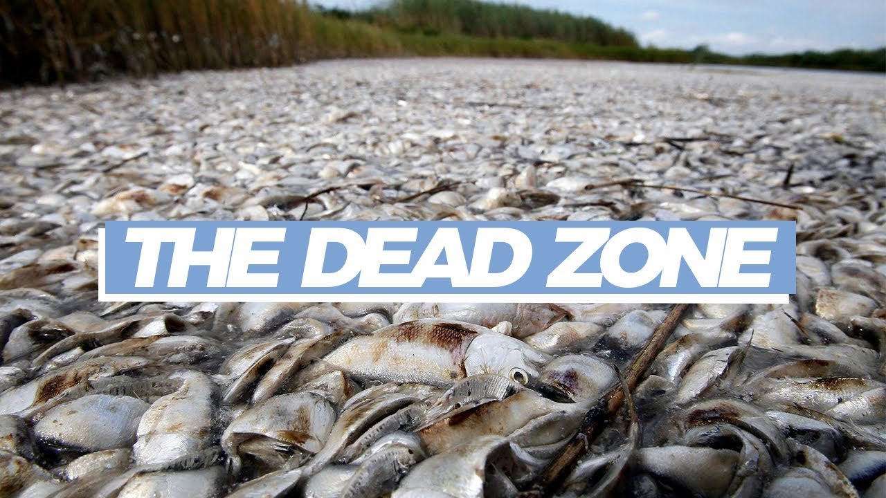 Why so many fish are dying in the Gulf of Mexico