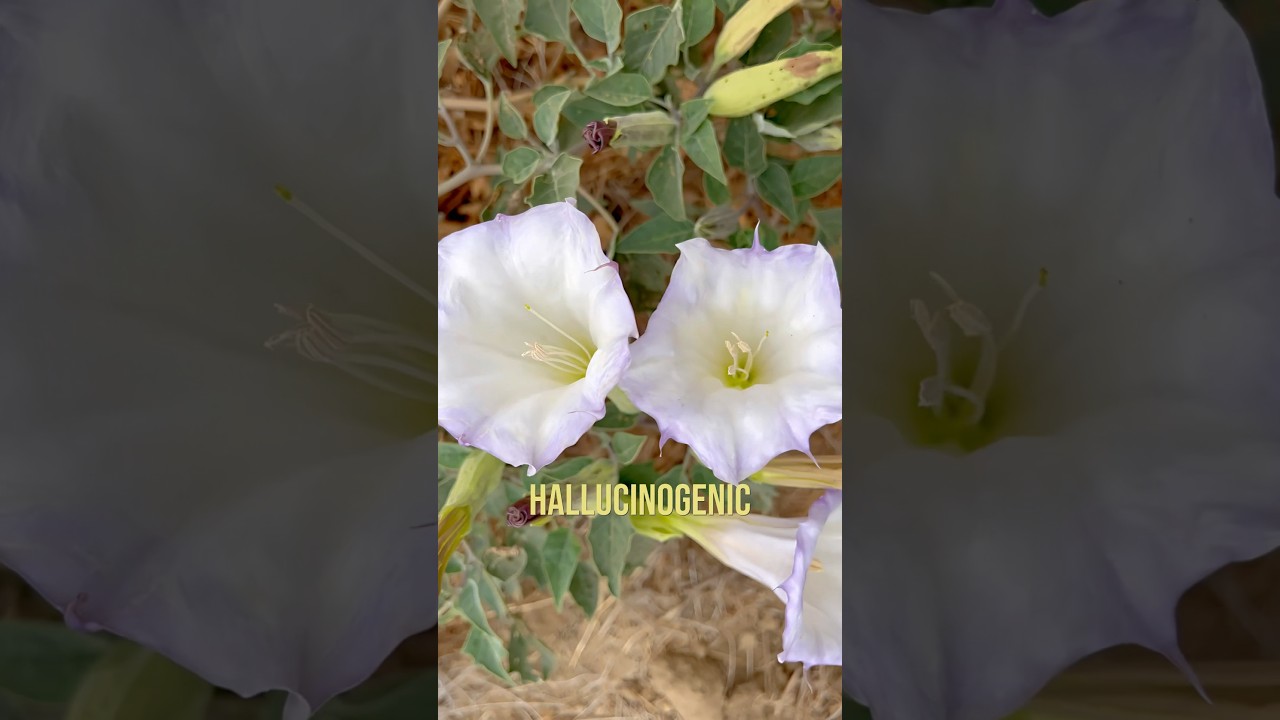 Самое опасное галлюциногенное растение на Земле #выживание #растения #трип #собирательство #аптекарь
