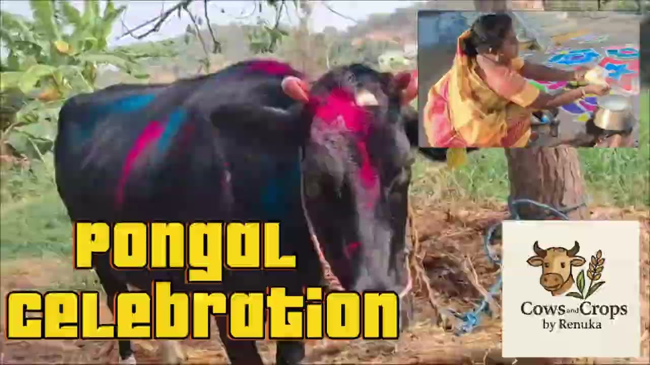 Village Pongal Vlog 🌞 Farm Pongal with Cows (No Talk, Only Music) | Cows & Crops