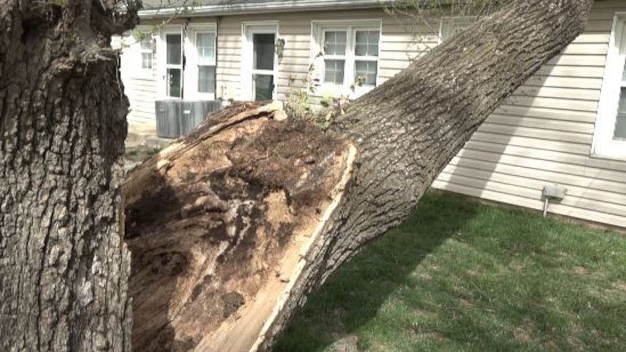 The best and worst trees for extreme wind