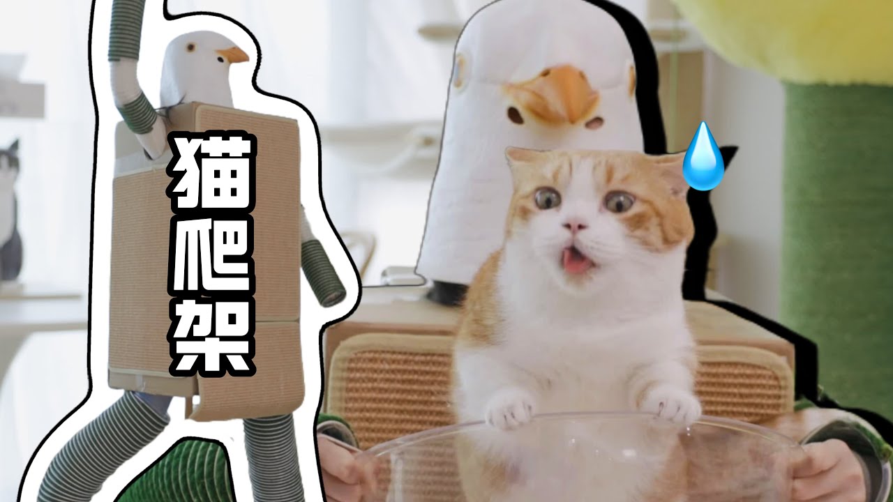 《技 能 猫 爬 架》咕咕版｜花花与三猫 Cat Live