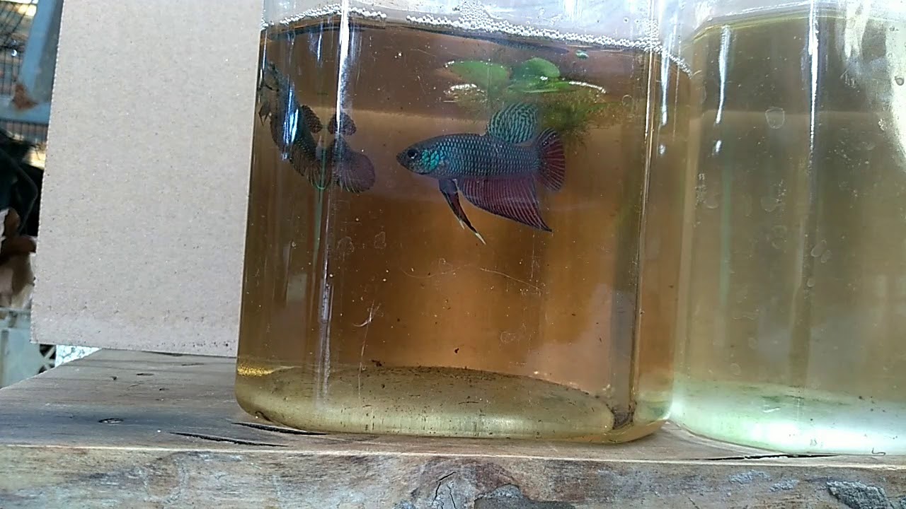 Wild Betta smaragdina x Betta mahachai