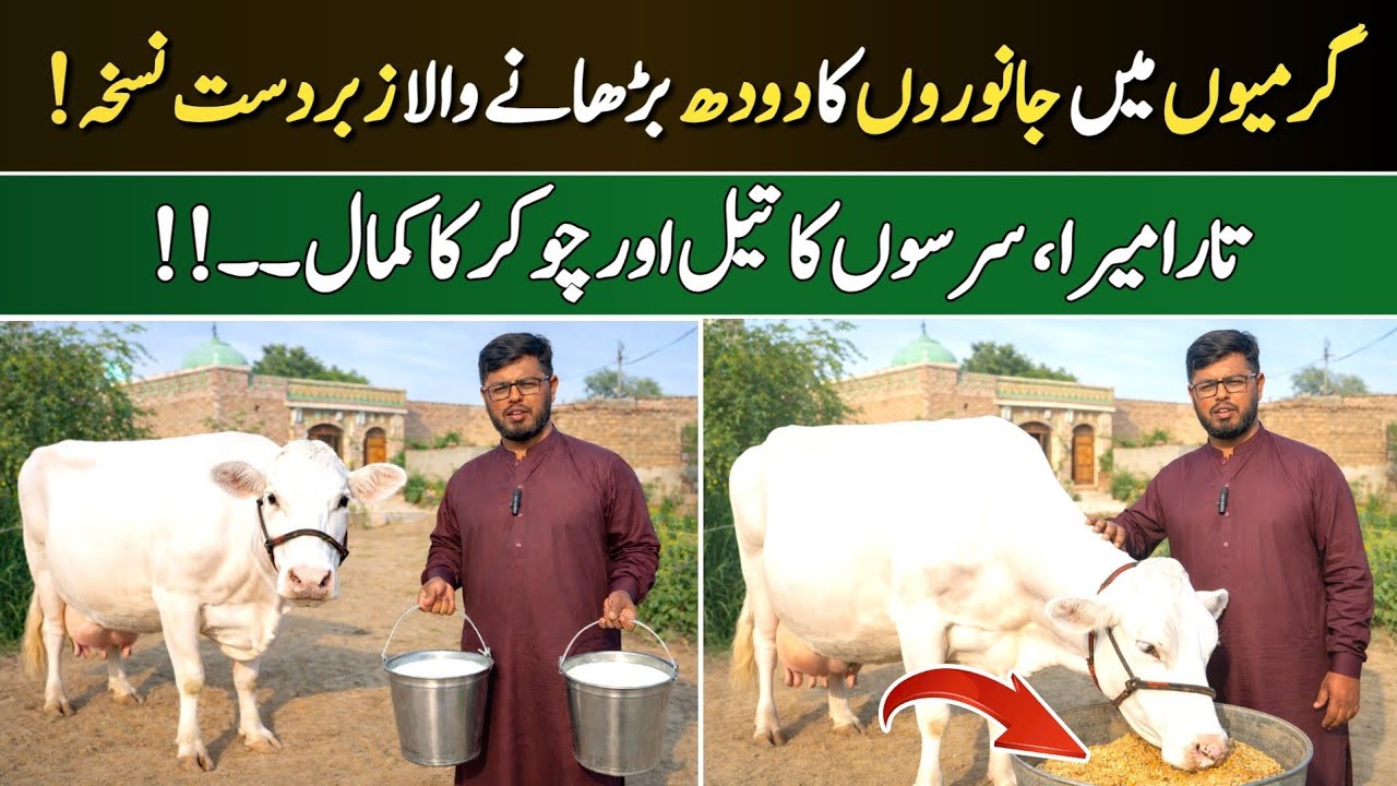 Garmi Ke Mausam Main Gaye Bhains Ka Doodh Barhane Ka Tareeka