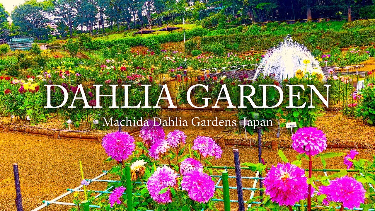 BEAUTIFUL DAHLIA GARDEN Machida Dahlia Gardens Japan with music of relax｜4K