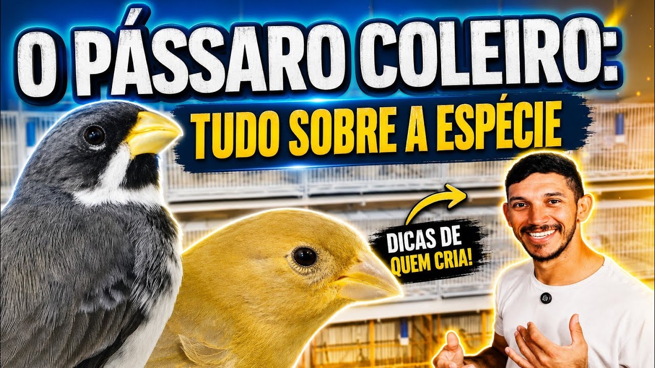 Não Subestime Este Pássaro: Conheça o Coleiro
