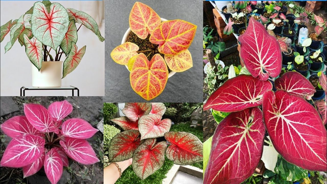 caladium varieties with name !! caladium all varieties @DimorianskyVlogger