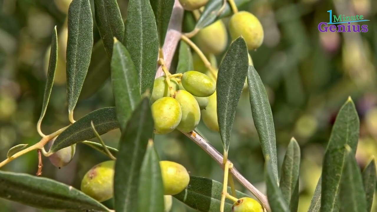 Trees - Olive Tree