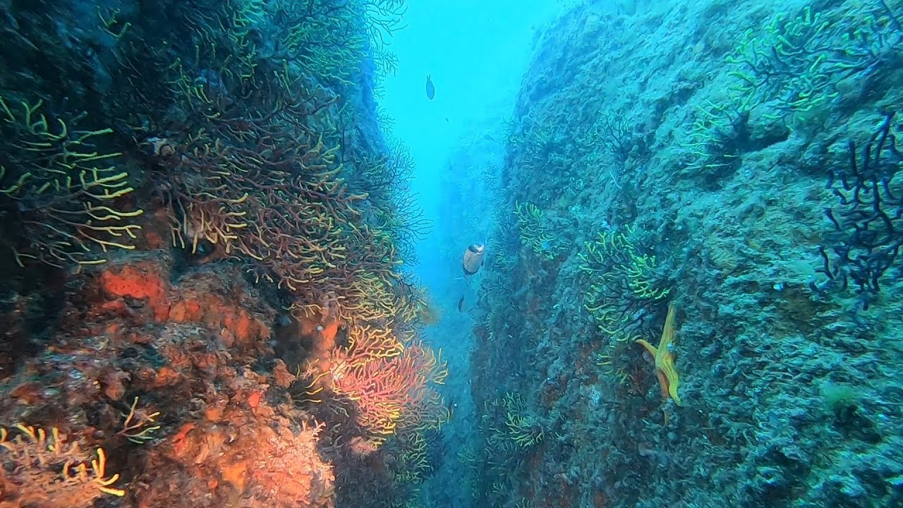 Buceo espectacular entre paredes. Costa Brava.  Julio 2022