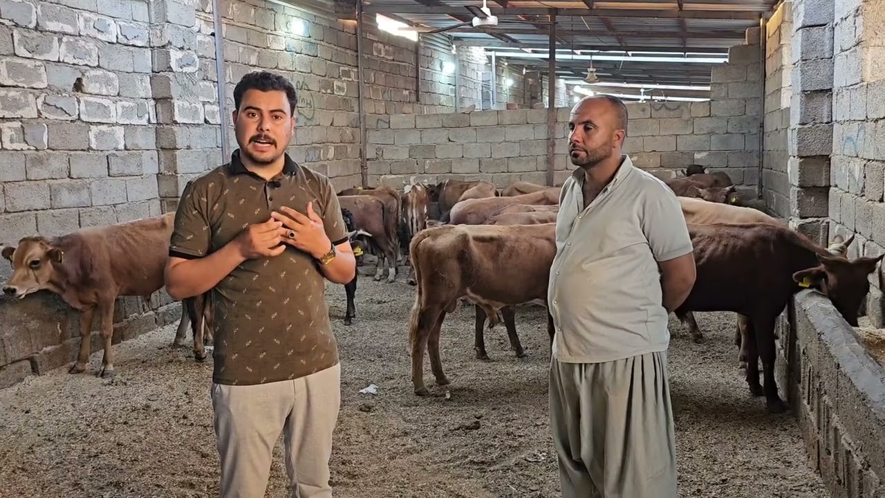 معلومات عن ربط العجول من الصفر وعمل حقل ومربط عجول