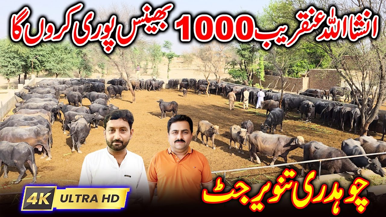 jutt dairy and breeding farm faqeer wali | Ch Tanveer jutt buffalo farming  | buffalo breeding farm