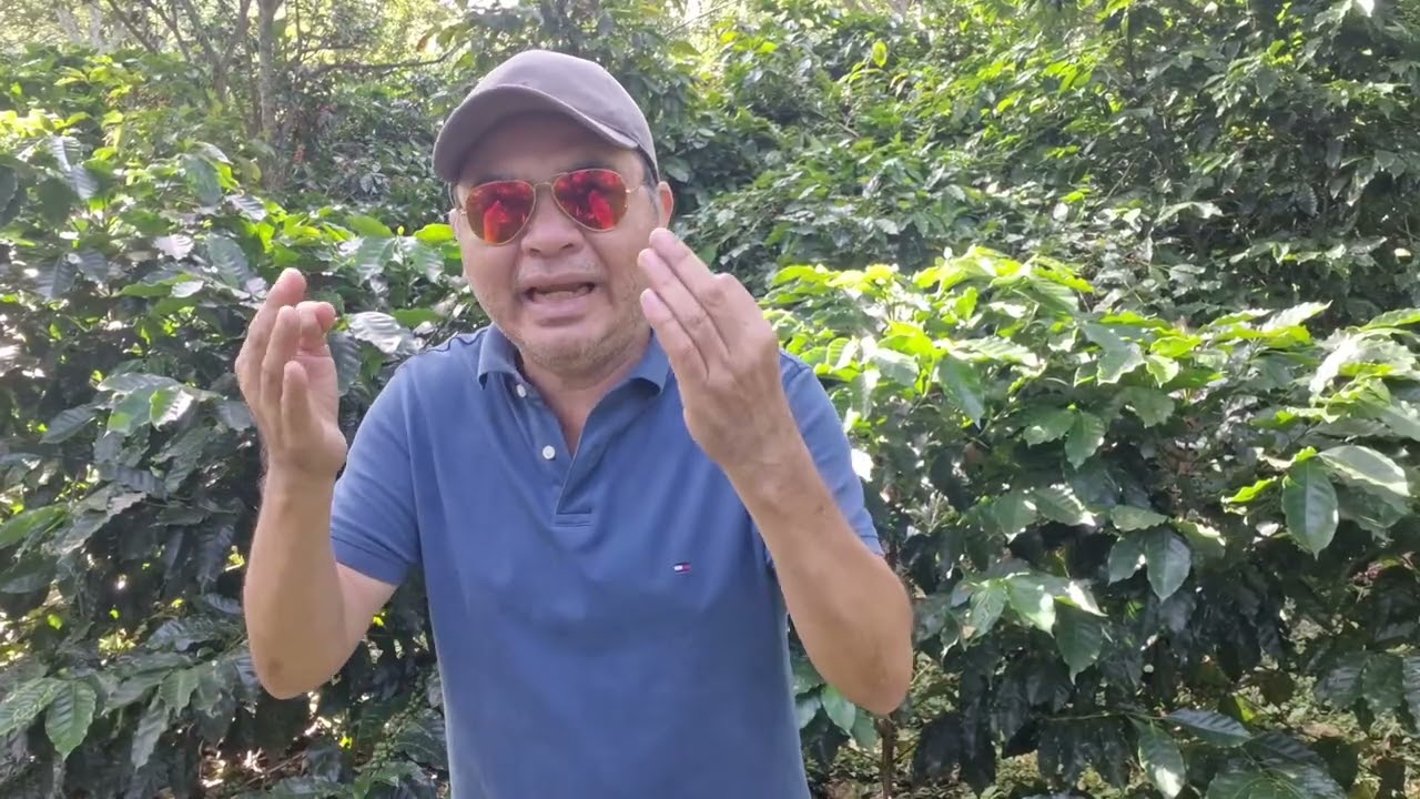 La variedad Ana café 14 le llega la roya la variedad Tupi y San Bernardo tiene mejor resistencia.