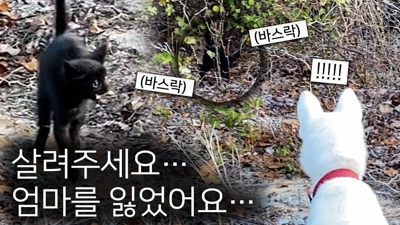 숲 속에서 뛰쳐나온 새끼 고양이를 발견한 진돗개가 보인 놀라운 행동