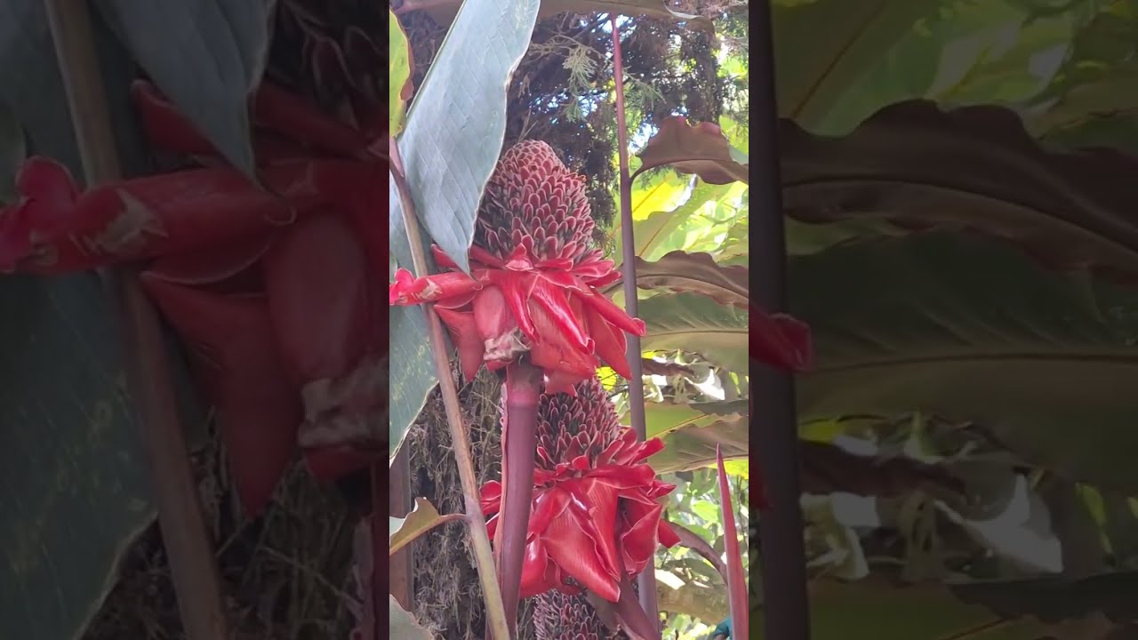 (CAP63)💥VISITAMOS UN INVERNADERO EN PER&Uacute; ( prov. Ica)💥👉