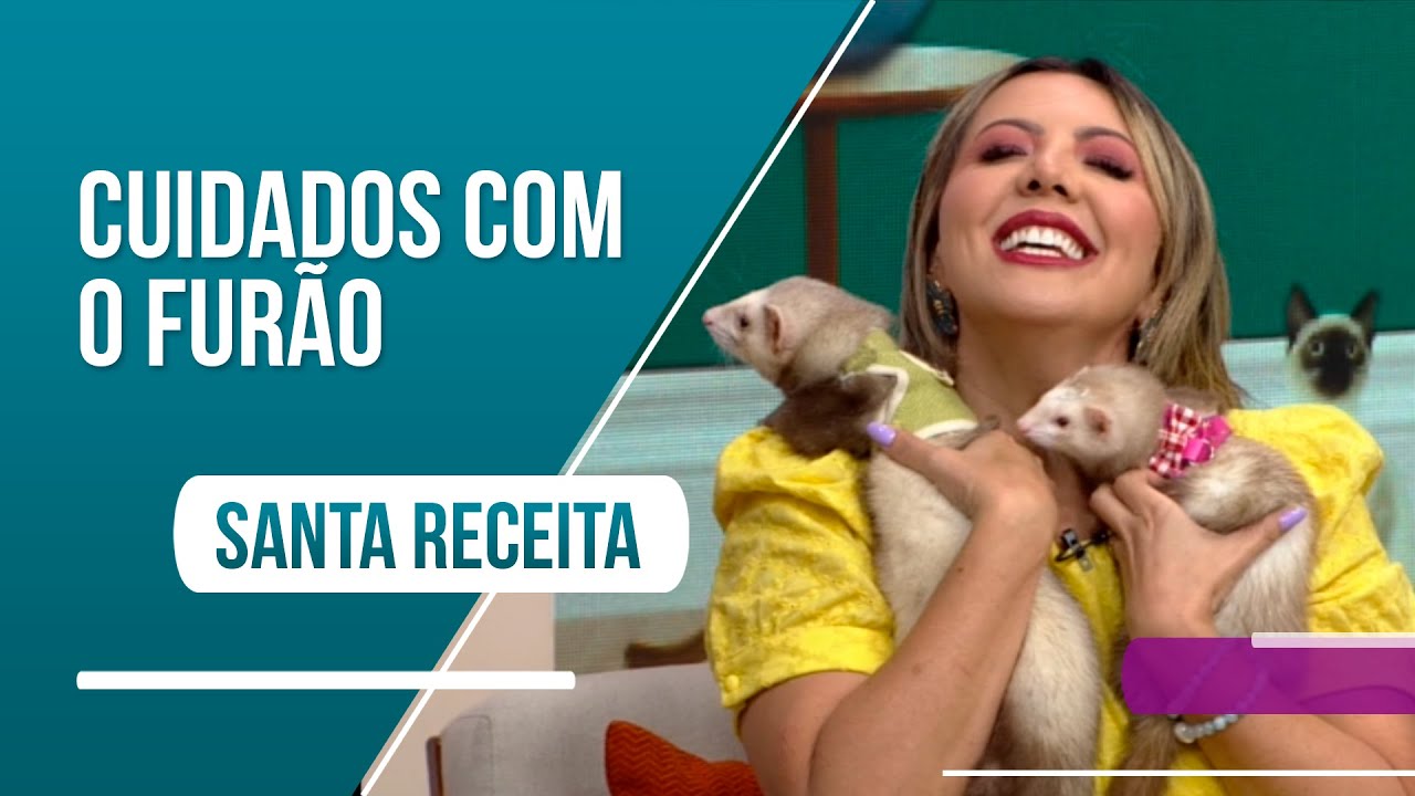 Saiba os cuidados necessários para ter um furão como pet