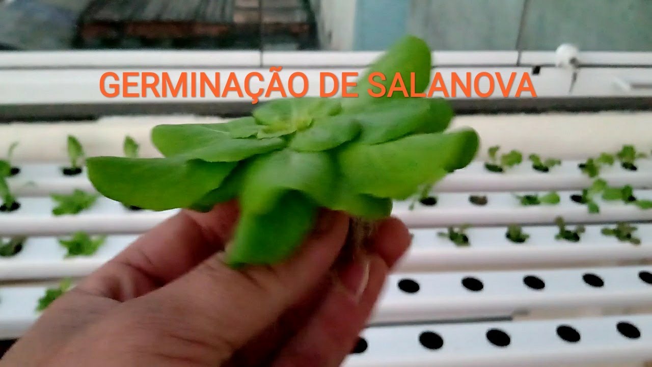 Hidroponia l Germina&ccedil;&atilde;o das  sementes no substrato Jiffy e  na  espuma fen&oacute;lica.