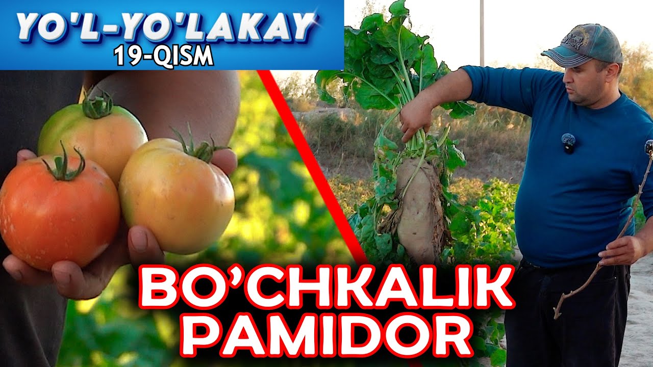 YOʻL-YOʻLAKAY 19-QISM.  БОЧКОВЫЕ  ПОМИДОРЫ.YANGIBOZOR