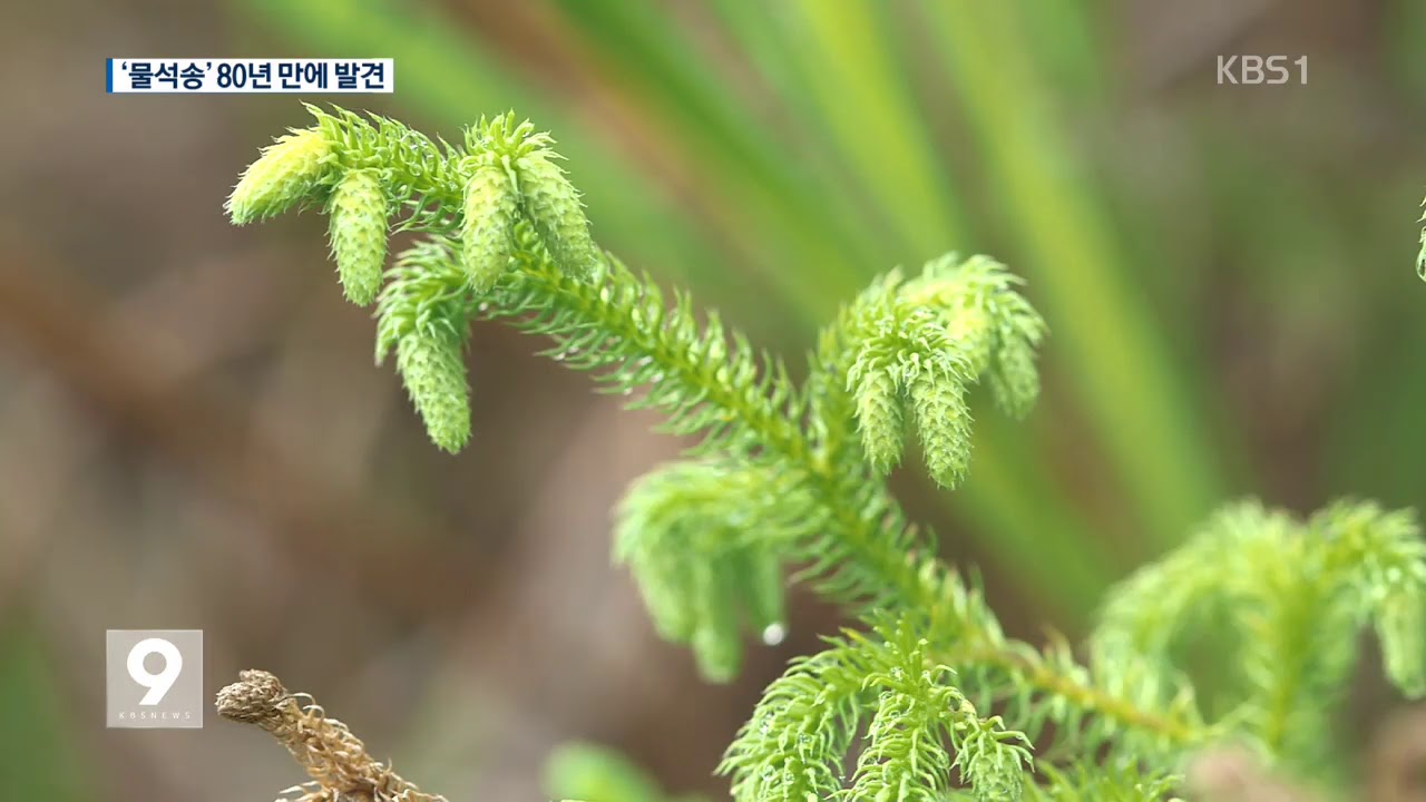 기록에만 남은 &lsquo;물석송&rsquo; 80년 만에 발견