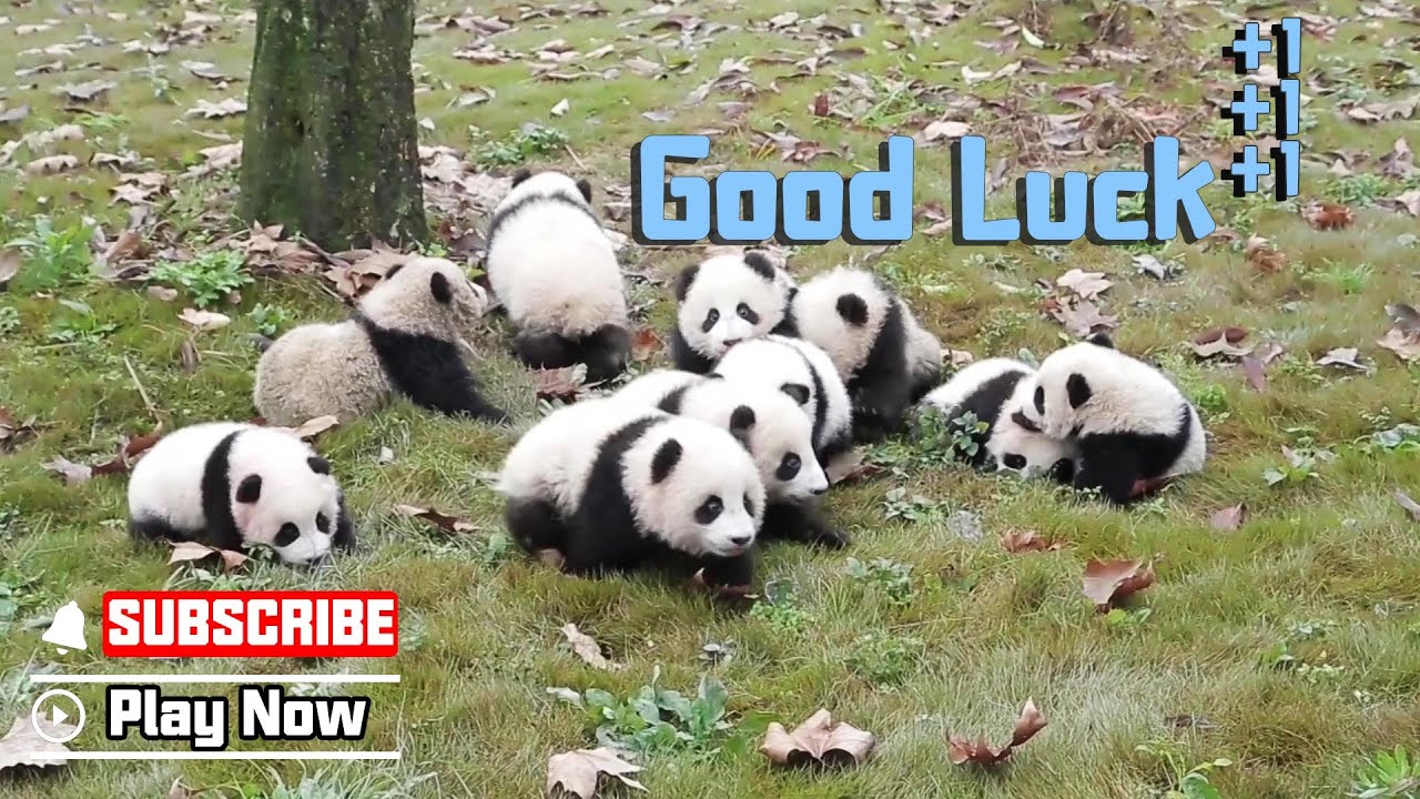 Panda Cubs Trotting Over With Heaps Of Blessings | iPanda
