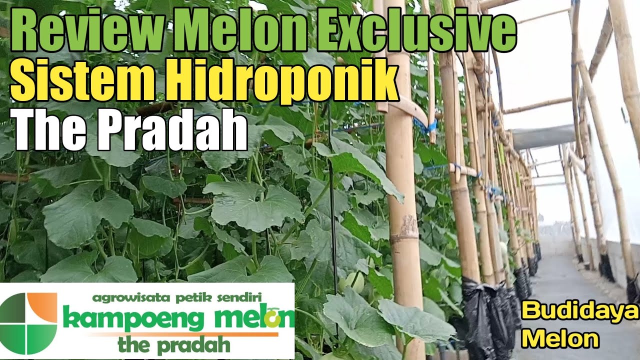Review Melon Exclusive|The Pradah