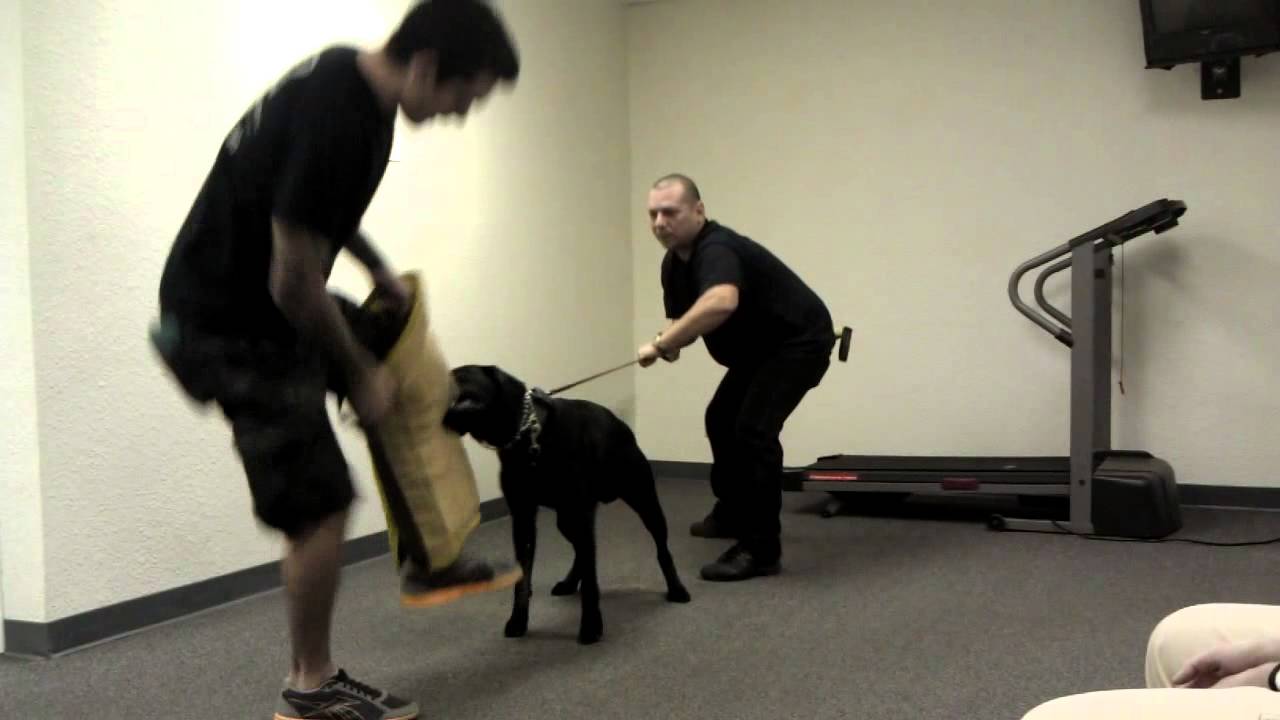 Leg Sleeve Work K9 Prince (a Labrador) @ Sirius K9 Academy