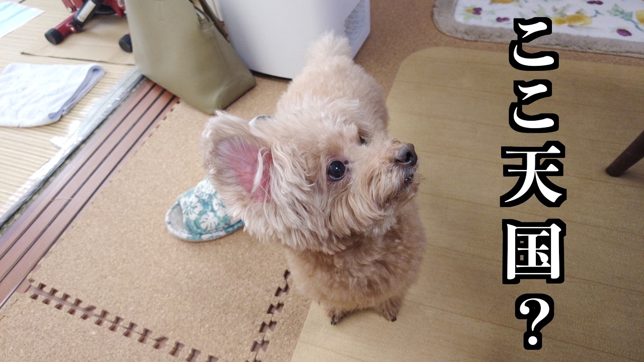 今年初の実家へ帰省。ジィジとバァバの家で過ごすトイプードルの幸せな休日。