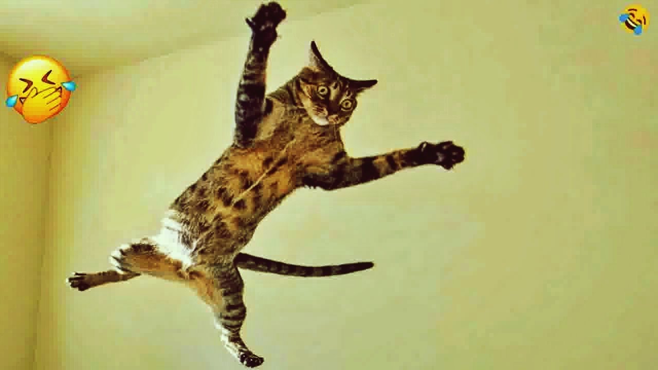 Try not to giggle with these funny creatures 😛 Cats and Dogs Videos