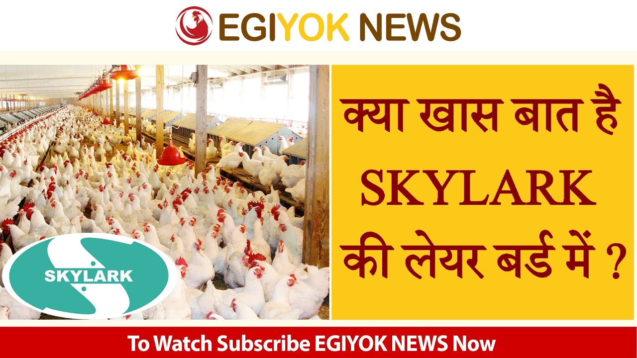 जाने SKYLARK की इस ब्रीड की कुछ खास विशेषताएं जो आपको नहीं पता ?