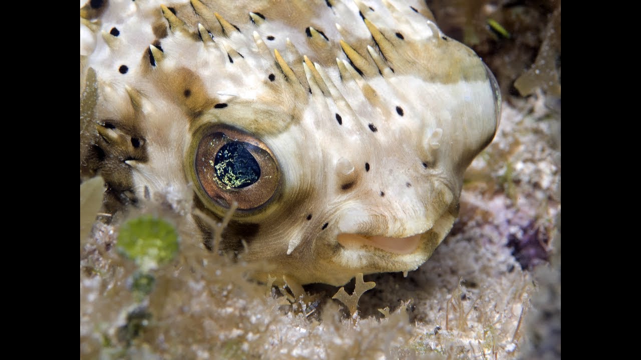 All Fish Faces Presents the Balloonfish
