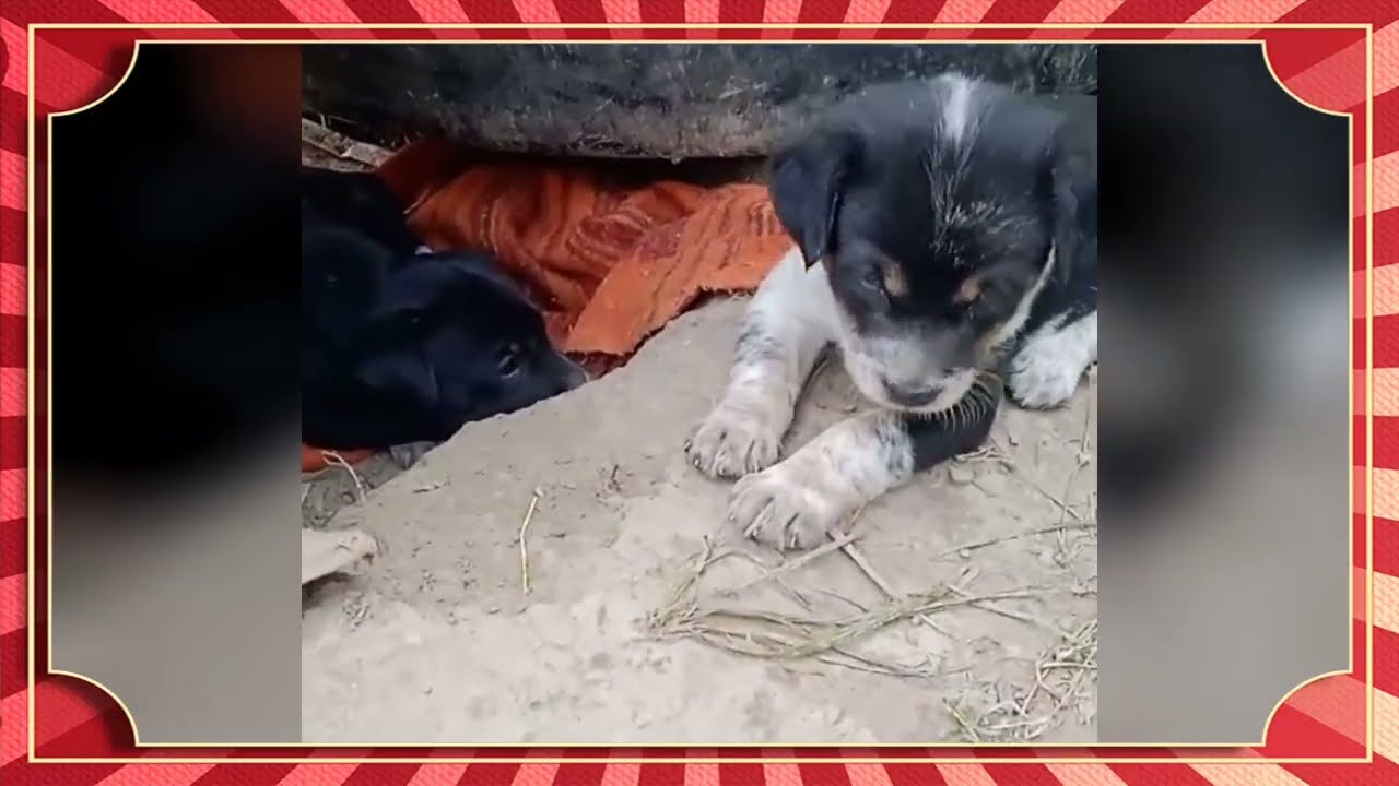 Funny and cutest puppy videos 