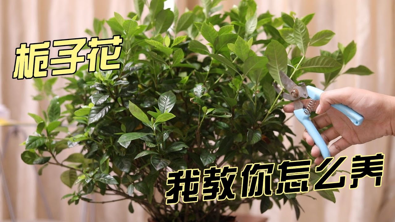 栀子花怎么养？园艺师教你，栀子花的详细养护技巧