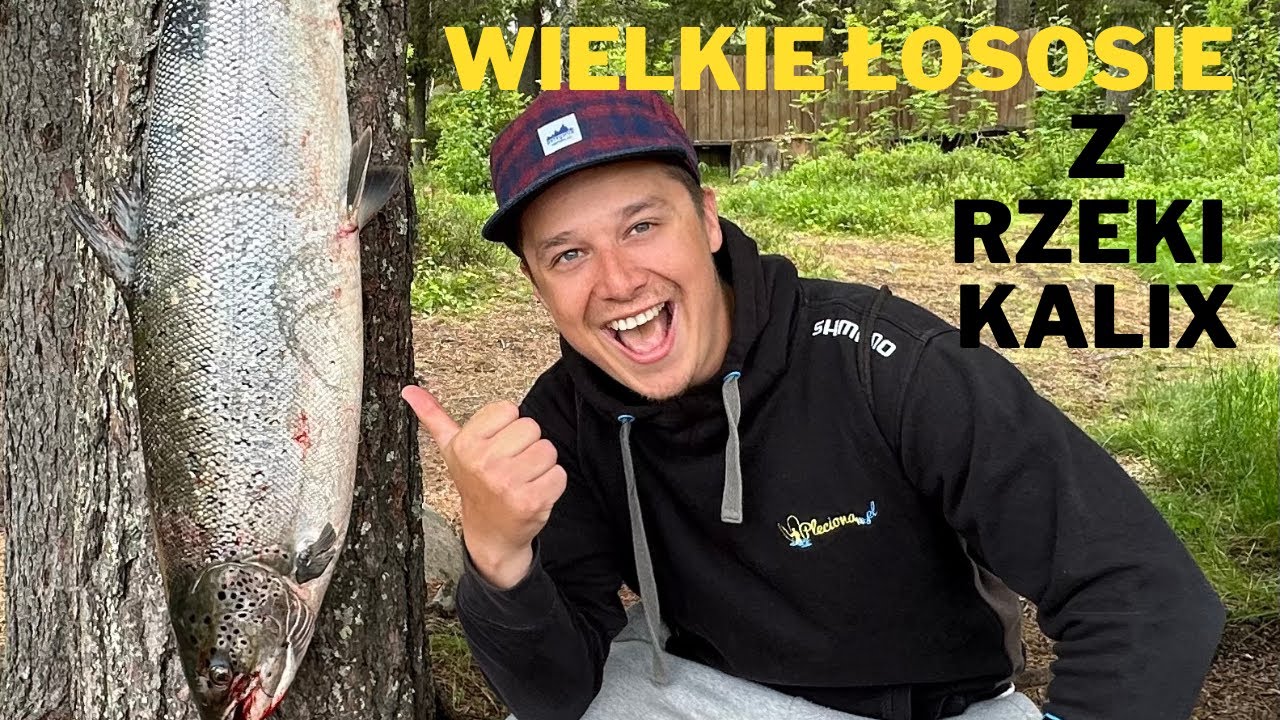 Łowienie łososi w Szwecji| Rzeka Kalix i wodospad Jockfall| Krajobrazy Szwecji